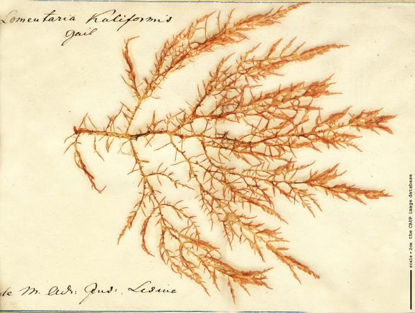 Chylocladia verticillata_75.jpg